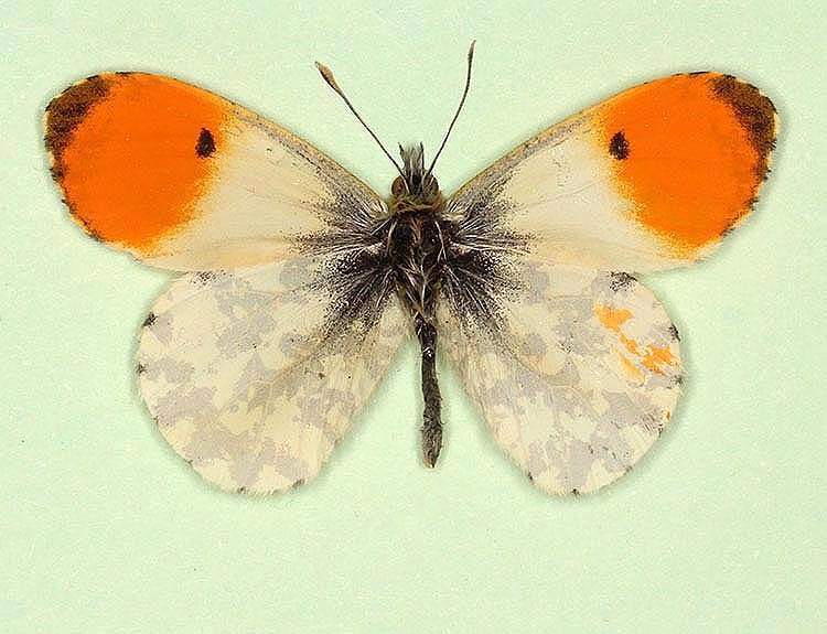 Anthocharis cardamines male (aberrant form homoeotic) (Internet Image property of respective owner, non-commercial use only)